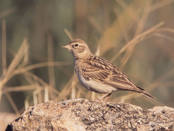 Lyhytvarvaskiuru, Greater Short-toed Lark, Calandrella brachydactyla